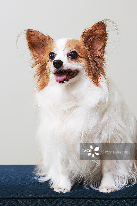 蝴蝶犬宠物狗的画像图片素材