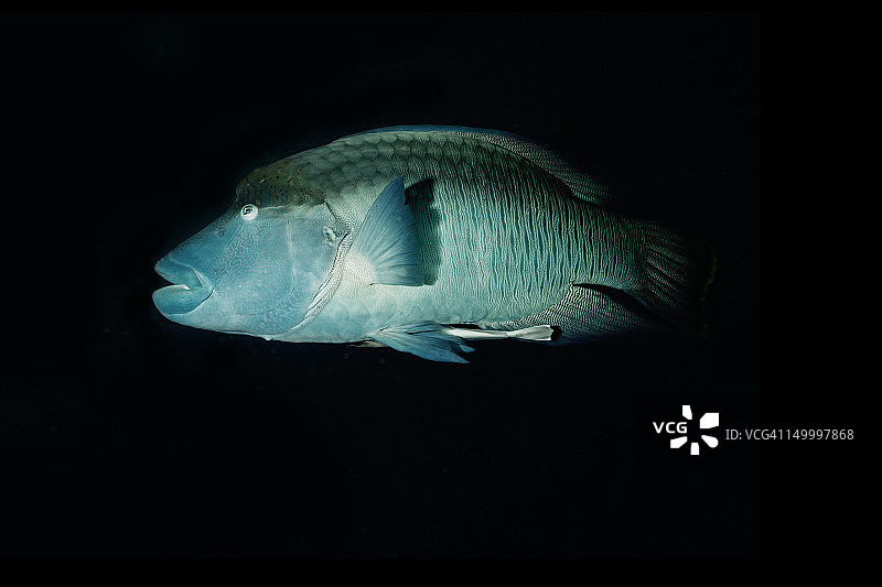 毛利濑鱼图片素材