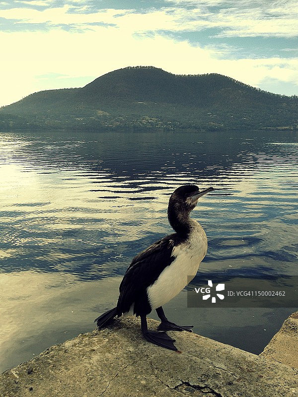 河边的斑鸬鹚图片素材