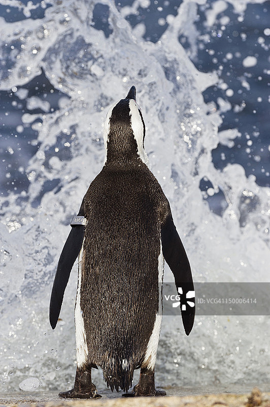 南非阿尔戈亚湾鸟岛的非洲企鹅迎浪图片素材