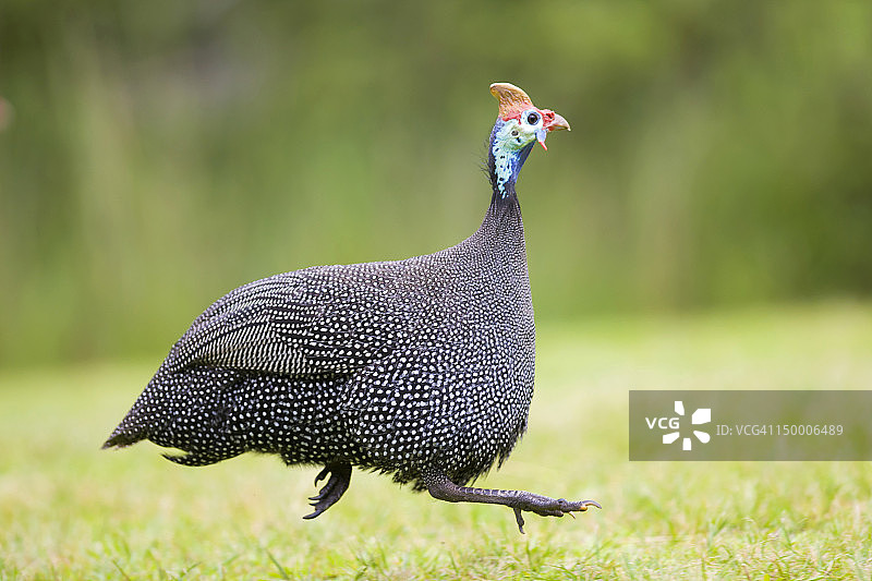 在南非夸祖鲁-纳塔尔省的德拉肯斯堡公园草地上奔跑的珍珠鸡图片素材