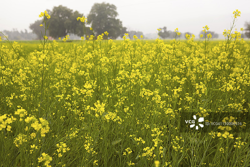 印度拉贾斯坦邦春天里明亮的黄色芥菜花田图片素材