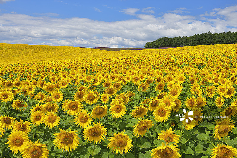 向日葵田图片素材