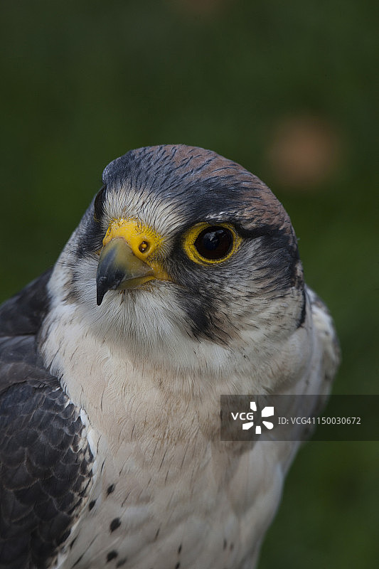 猎隼（Falco biarmicus）图片素材