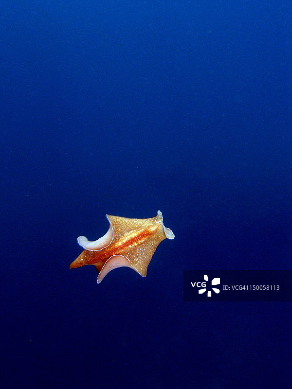 海 Planaria (Yungia aurantiaca)图片素材