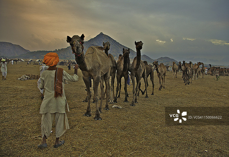 拉贾斯坦邦塔尔沙漠的游牧生活图片素材