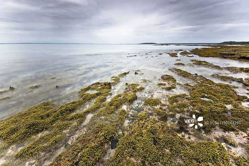 海洋霉菌图片素材