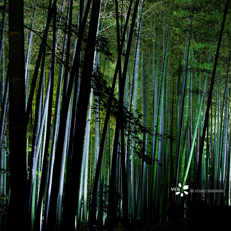竹林图片素材