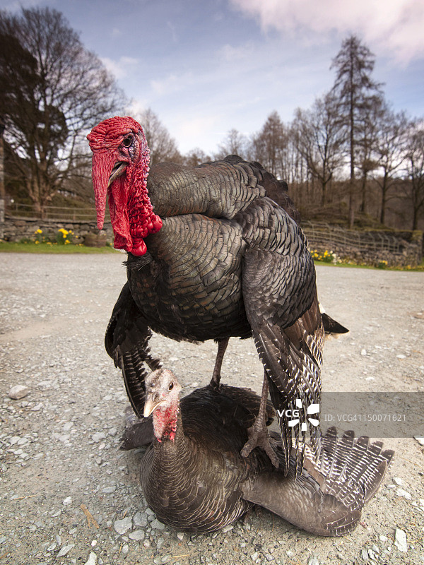 公火鸡在母火鸡之上图片素材