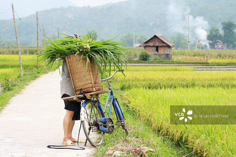割象草图片素材