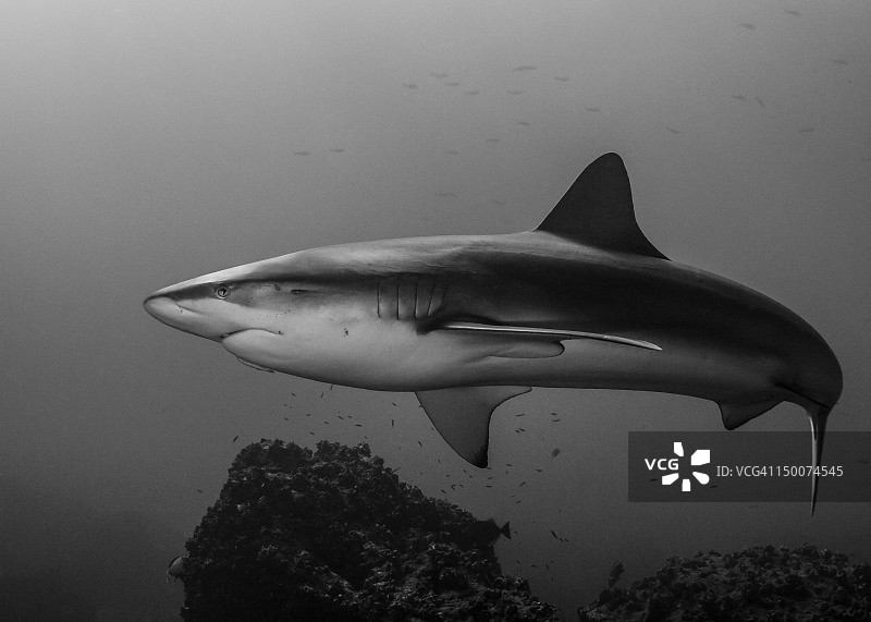 加拉帕戈斯群岛鲨鱼图片素材