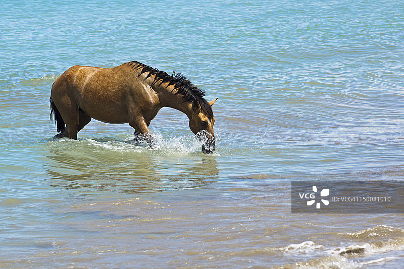 在海里洗澡的马图片素材