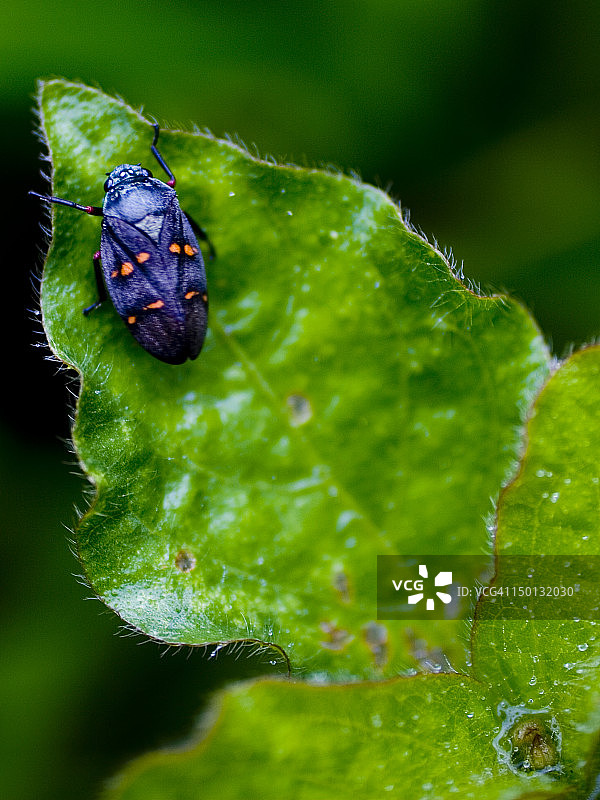 半翅目昆虫图片素材