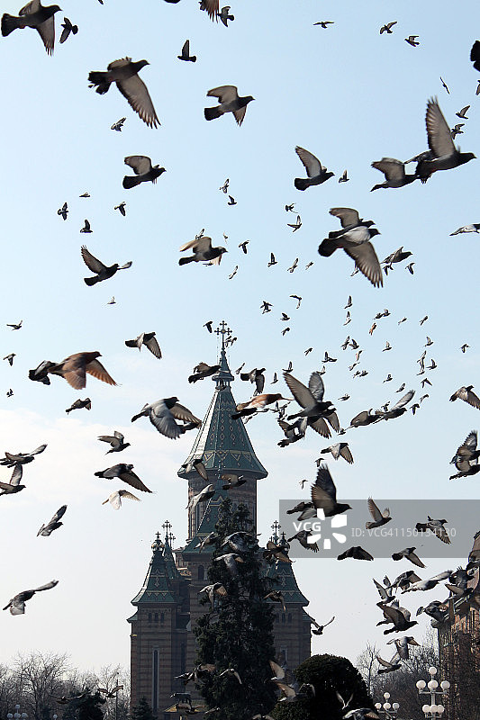 蒂米什瓦拉图片素材