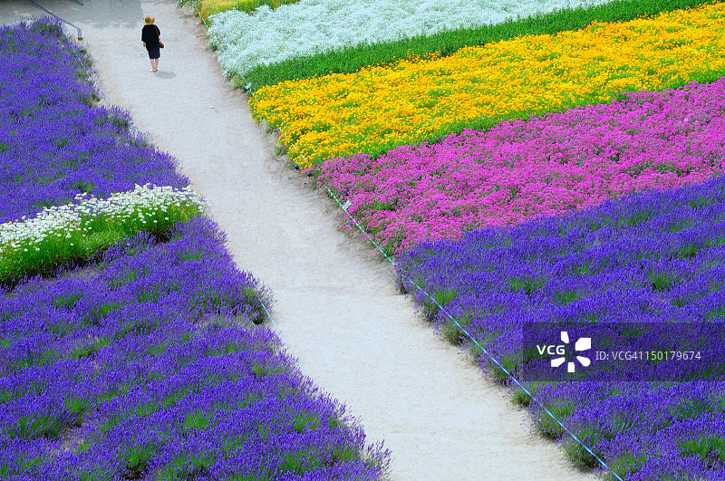 富良野薰衣草季图片素材