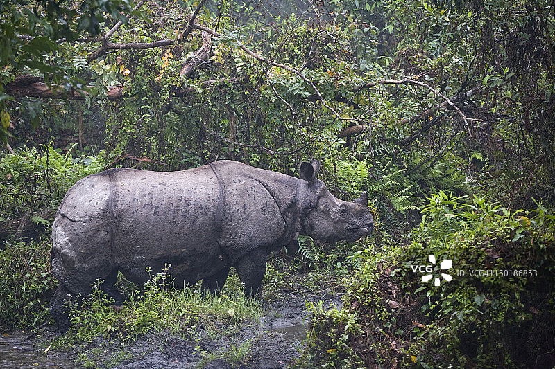 印度犀图片素材