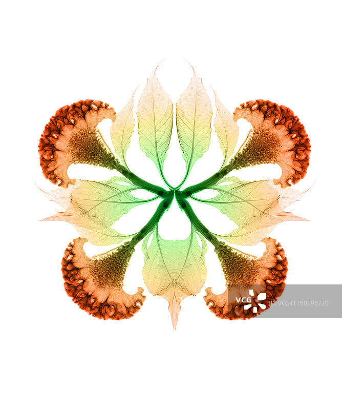 鸡冠花图片素材