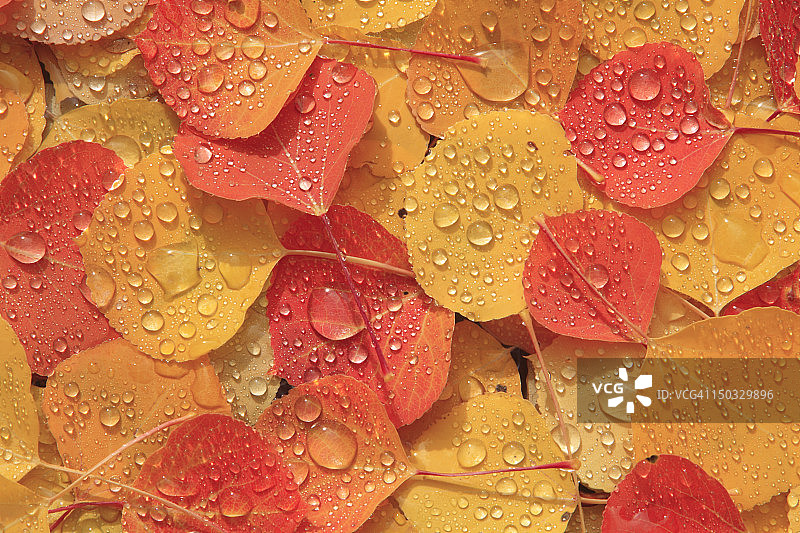 秋季水滴下的白杨树叶图片素材