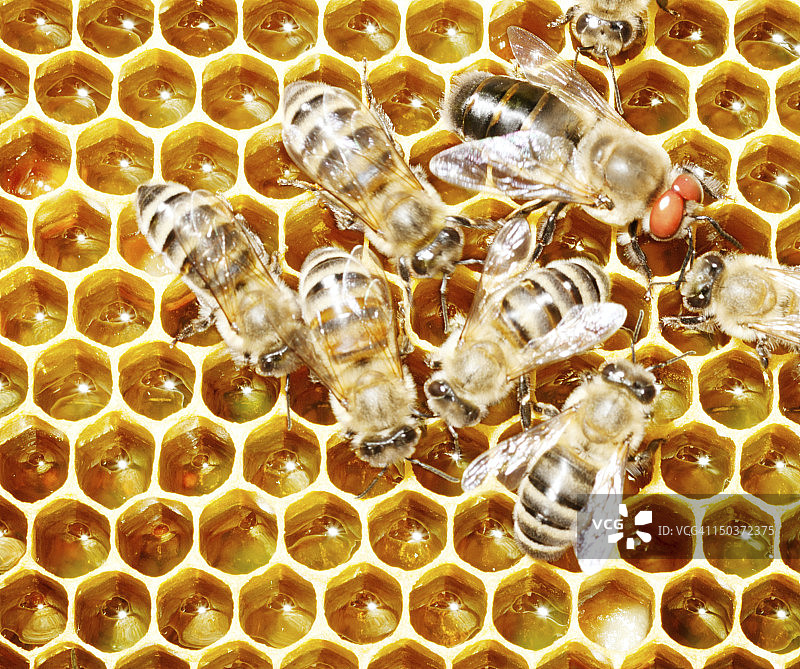 蜜蜂和雄蜂图片素材