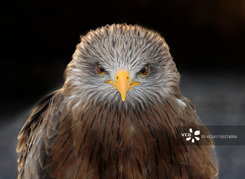 黄嘴鸢图片素材