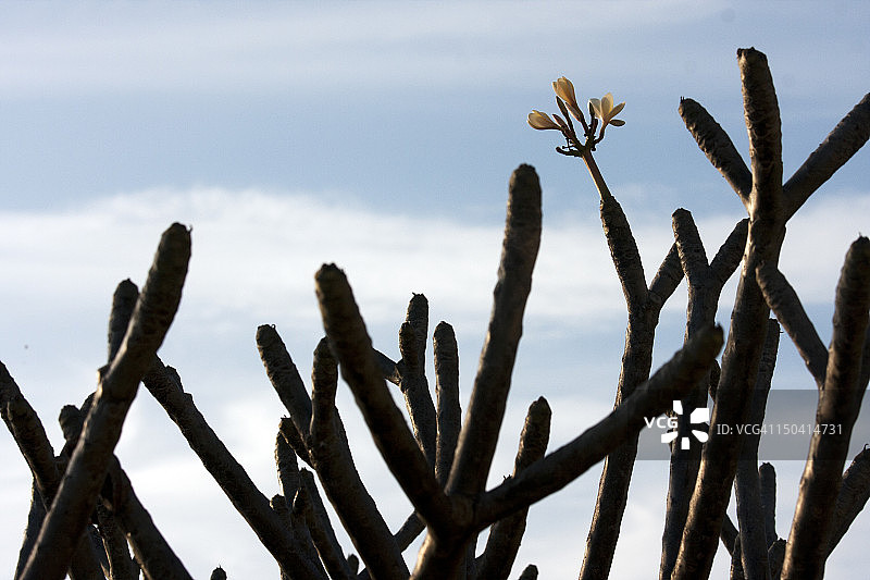 特里普拉邦詹普伊山的典型花卉图片素材