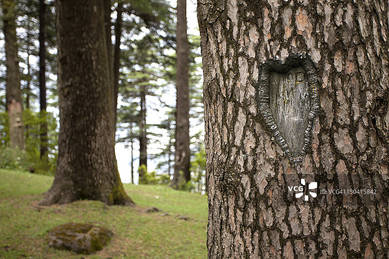 克什米尔邦帕特尼托普树林中的爱情标志图片素材