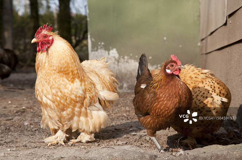 母鸡和公鸡图片素材