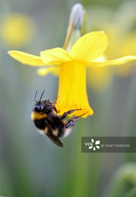 蜜蜂在水仙花上图片素材