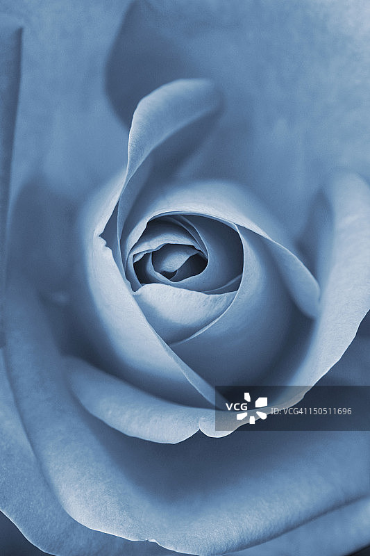 蓝色玫瑰图片素材