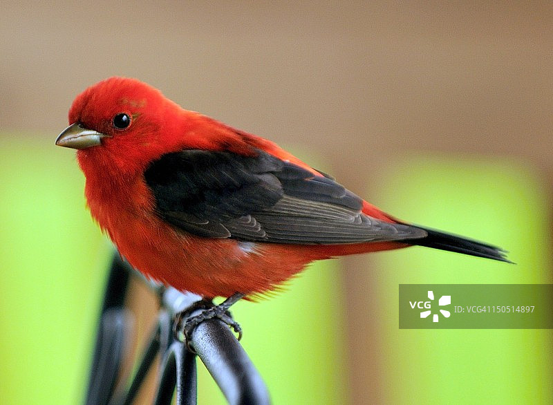 猩红比唐雀图片素材