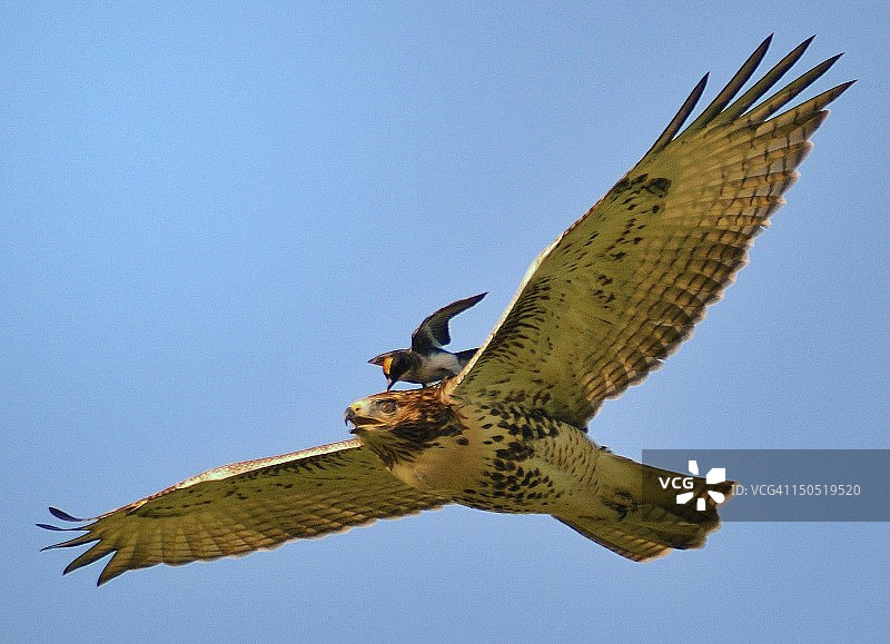 红尾鹰图片素材