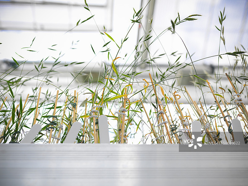 生物实验室苗圃：种植二穗短柄草，用于DNA结构分析、蛋白质提取和基因改造图片素材