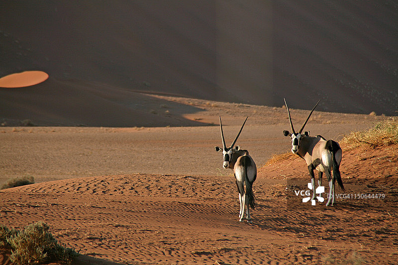 大羚羊图片素材