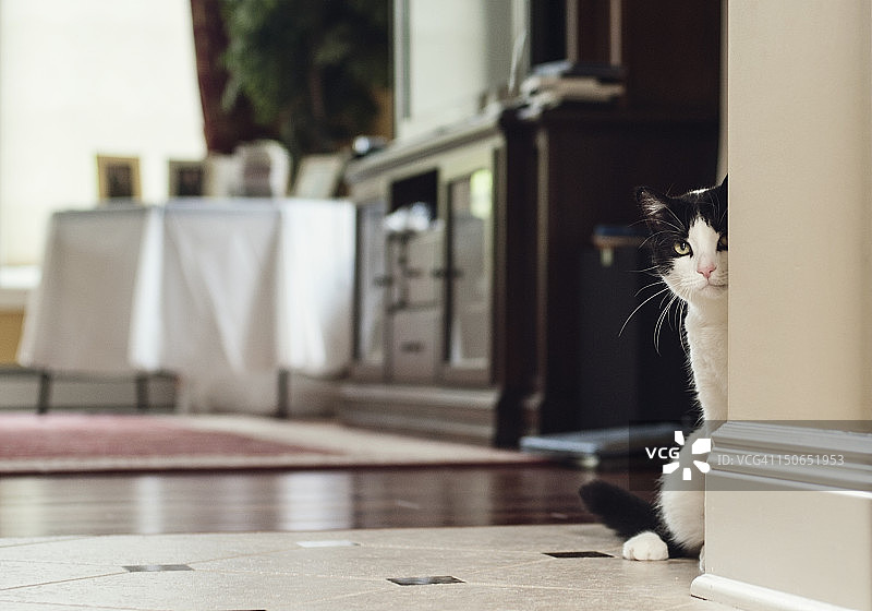 从角落偷看的猫图片素材