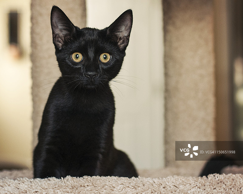 黑色的猫图片素材