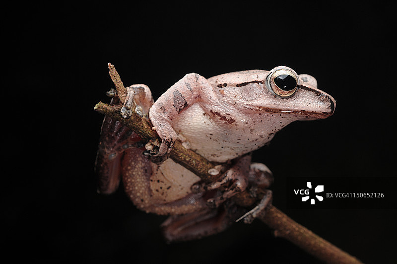 大头树蛙图片素材