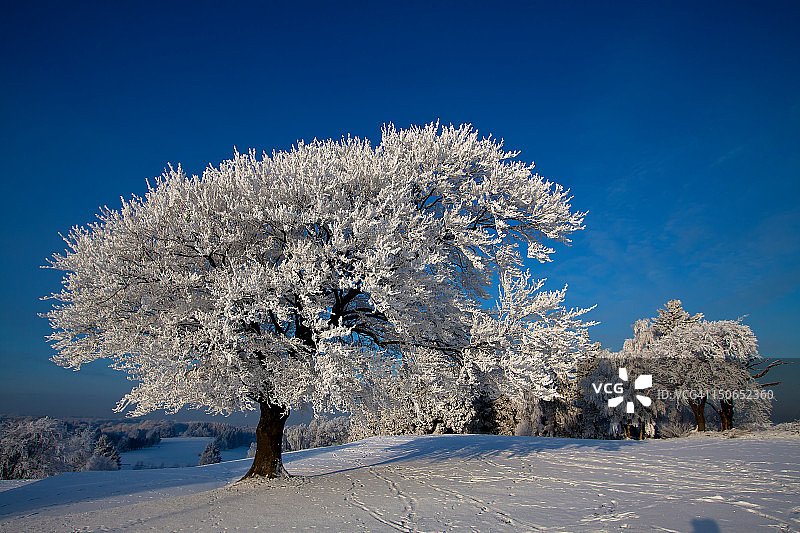 雪树图片素材