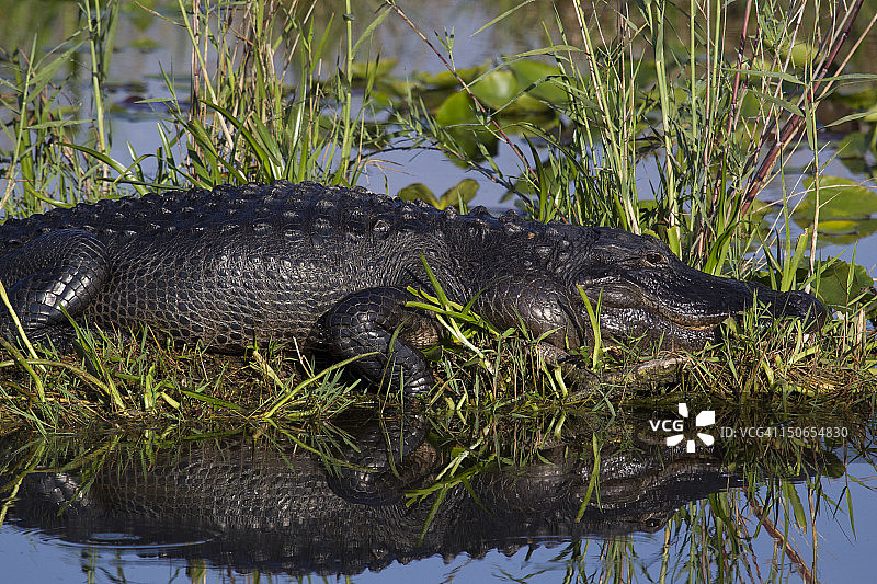 休息中的鳄鱼倒影图片素材