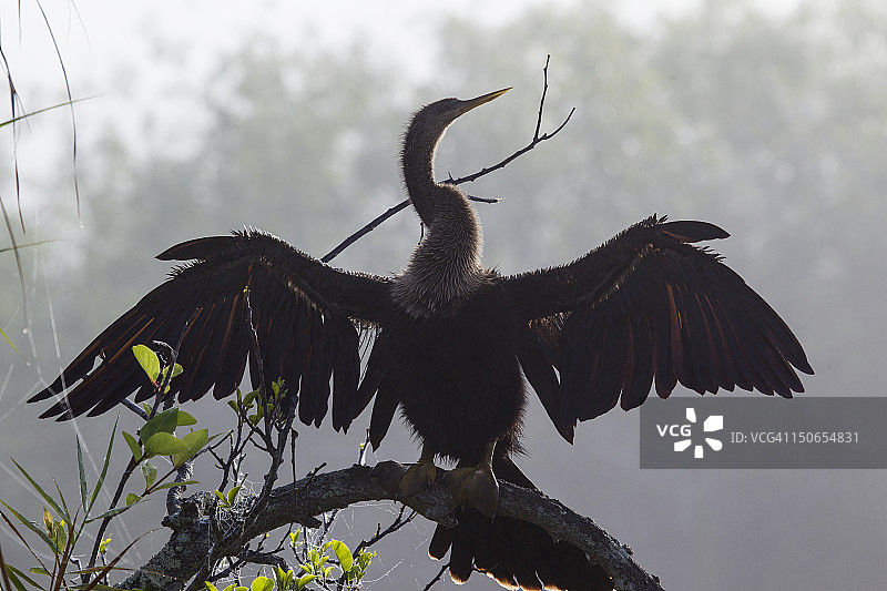 美洲蛇鹈展开翅膀图片素材