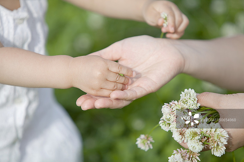 孩子将白色三叶草递给母亲图片素材