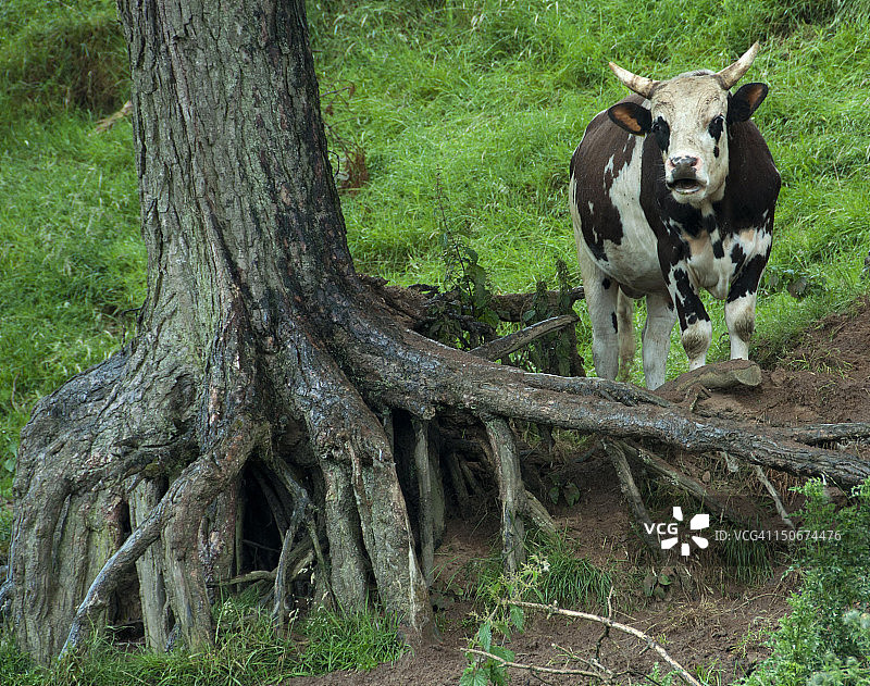 公牛与树干图片素材