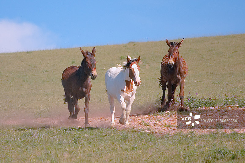 两头骡子和一匹自由奔跑的马图片素材