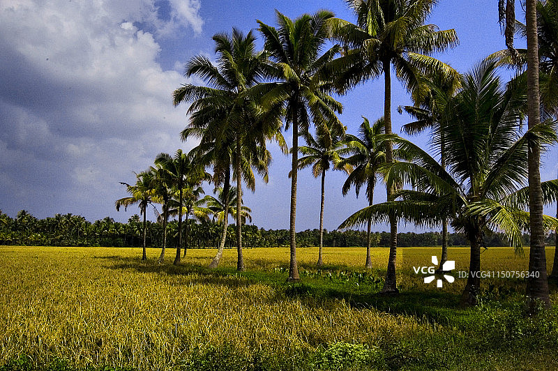 稻田上的蔓延图片素材