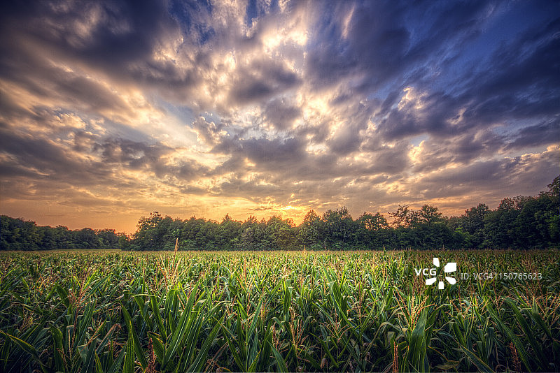 日落时分的玉米地图片素材