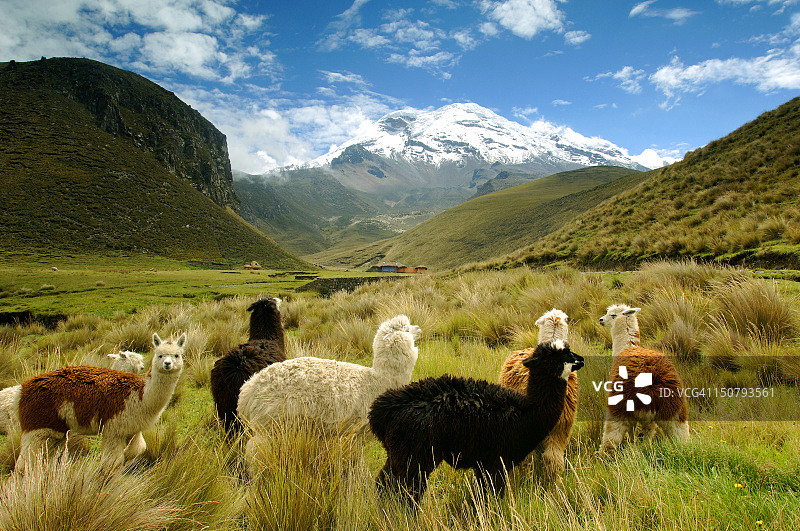 钦博拉索火山附近的田野图片素材