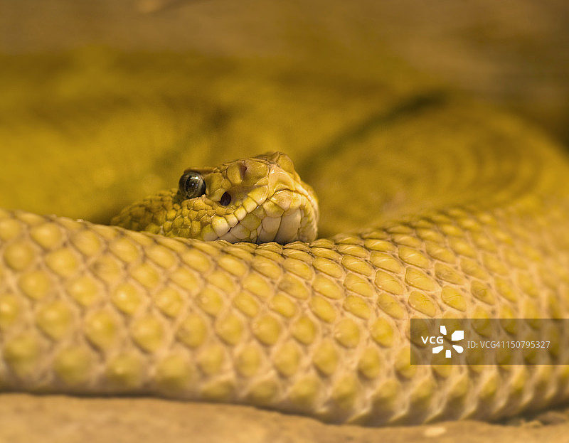 墨西哥绿色响尾蛇图片素材