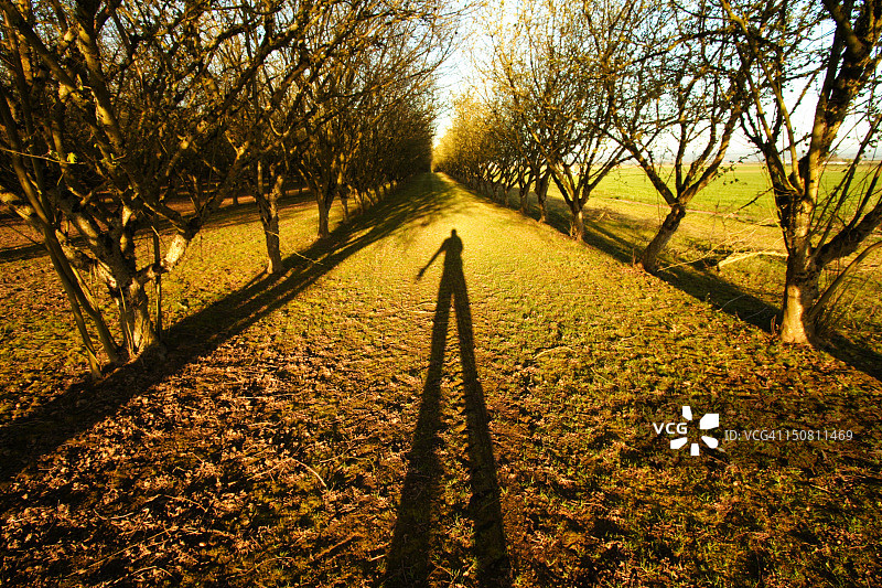 榛树林图片素材