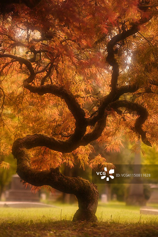 春天的日本枫树图片素材