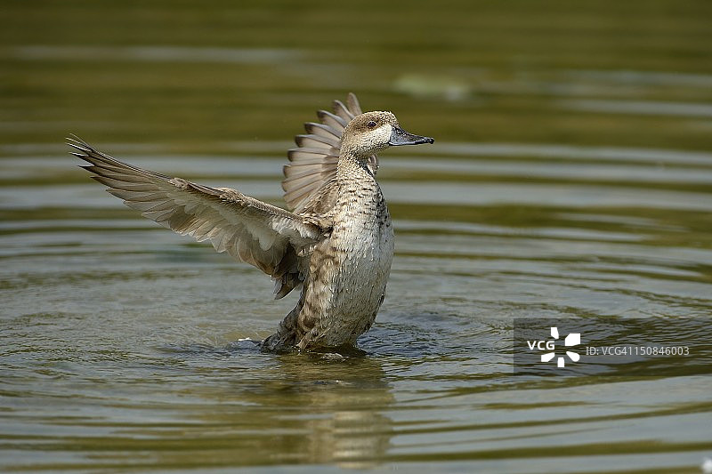 花纹鸭图片素材