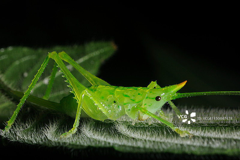 角螽斯图片素材